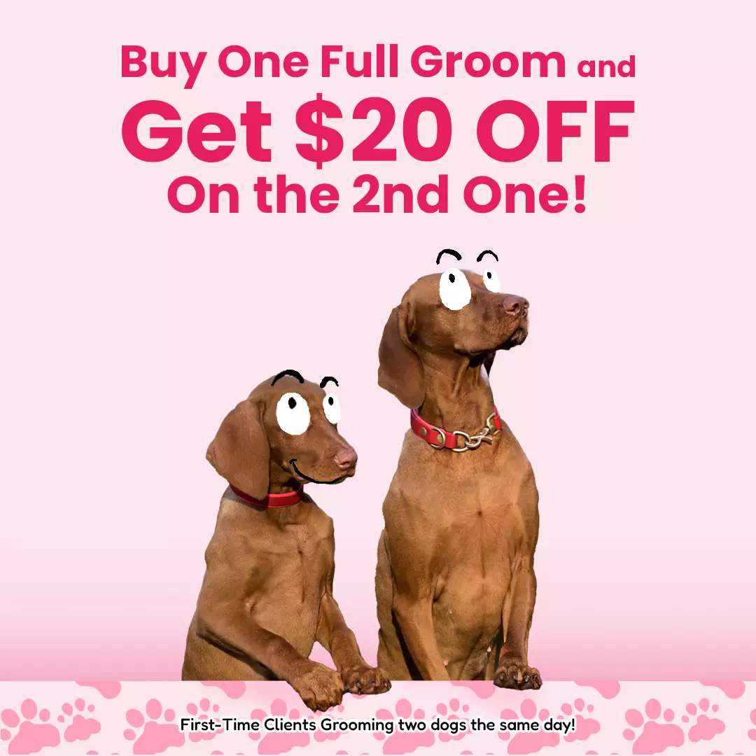 pet care services promo