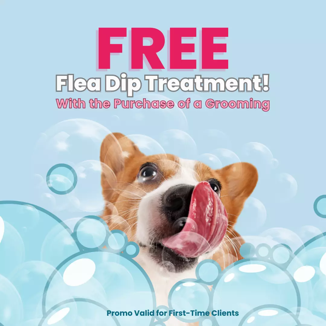 pet care services promo